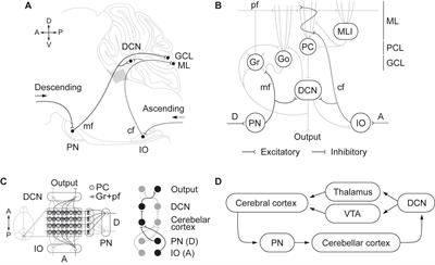 The Cerebellum on Cocaine